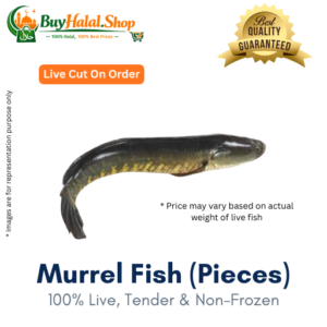 Murrel Fish (Live Cut)